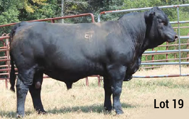 Lot 19 - TJB 914U MASTER PLAN 518C ET